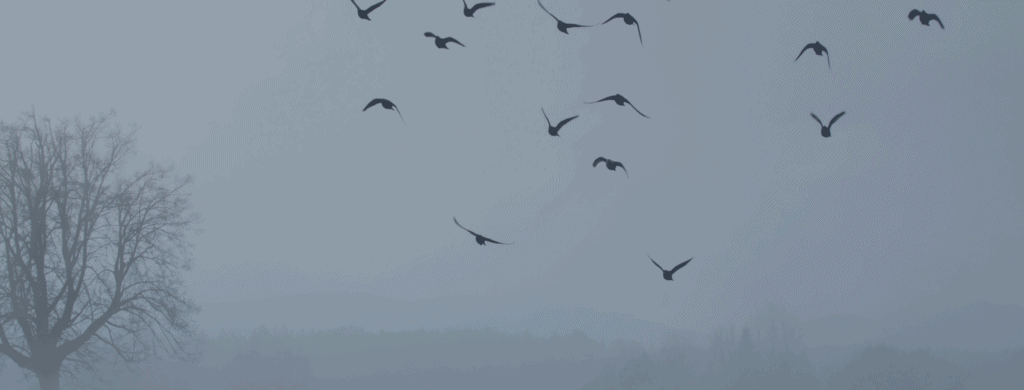 Calendrier dates importantes : édition Québec/Canada novembre