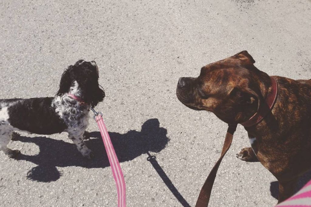 Image: 61bc9669b7a711b822b31196_larouquine-l-adoption-feline-01-1024x681-1.jpeg