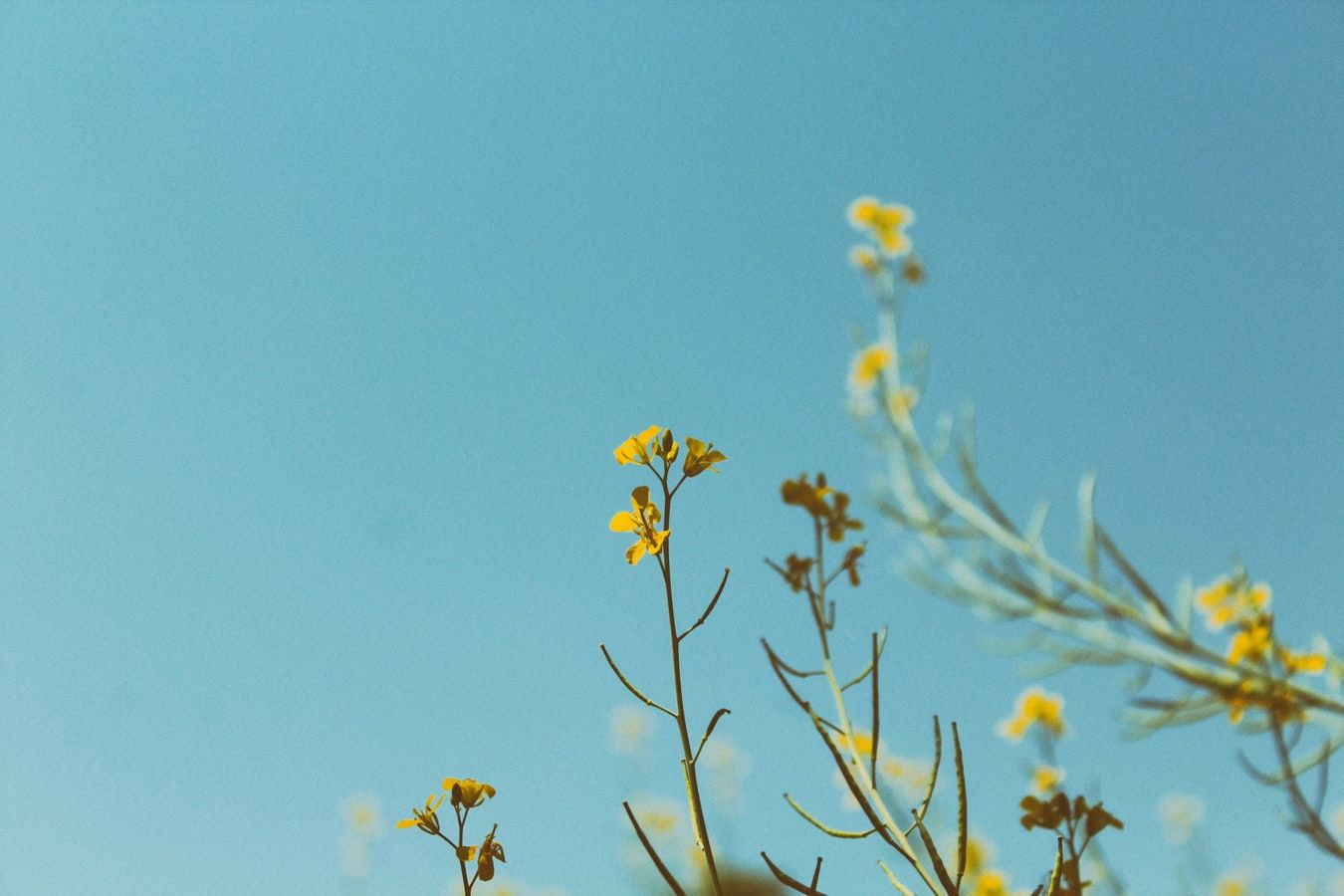 Fleurs